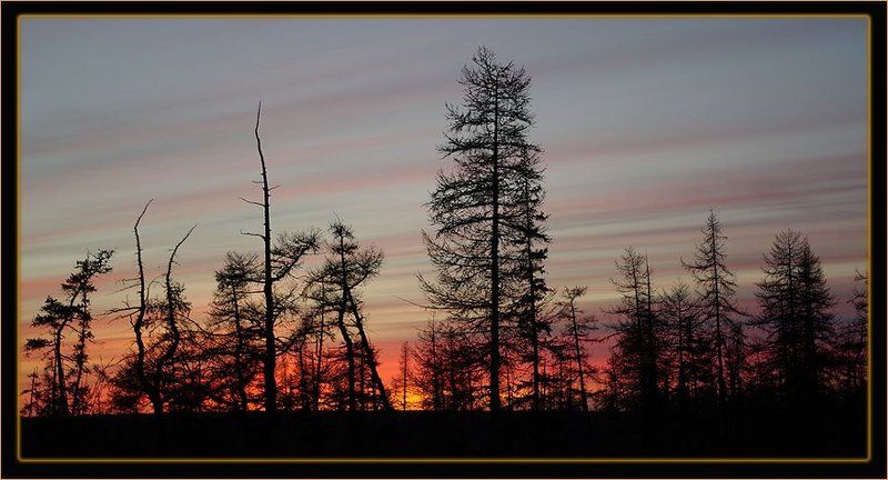 тайга,закат Графика заката 2photo preview