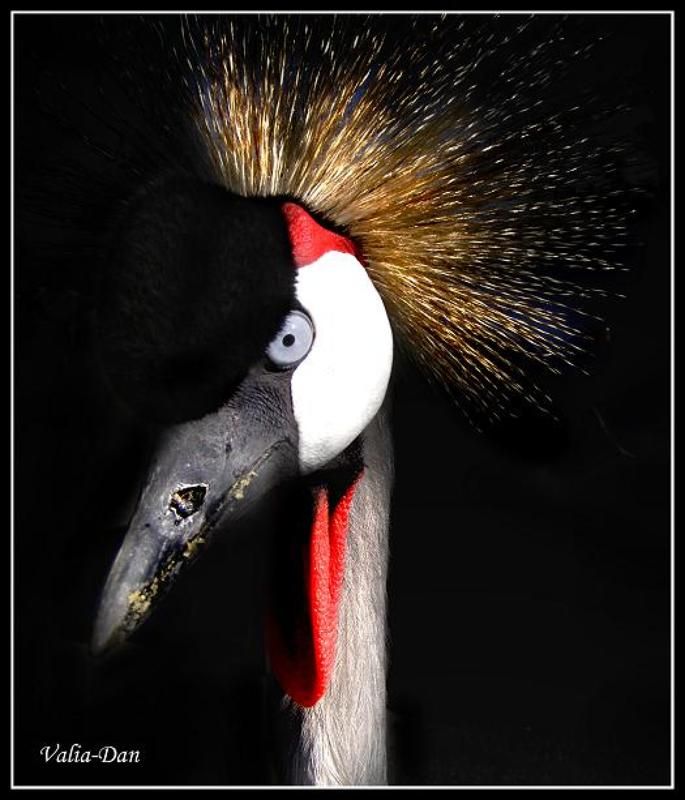 Венценосная особаphoto preview