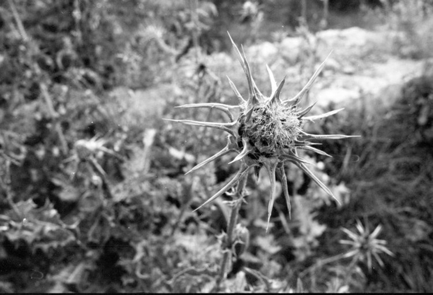 репей. Автор: IgalSc igalsc, IgalSc