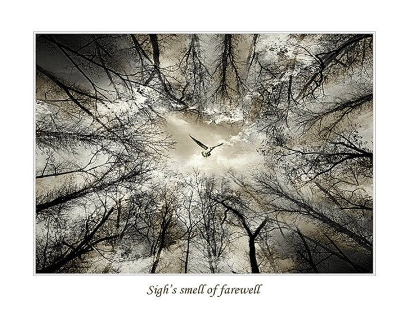 Sigh\'s smell of farewell.photo preview