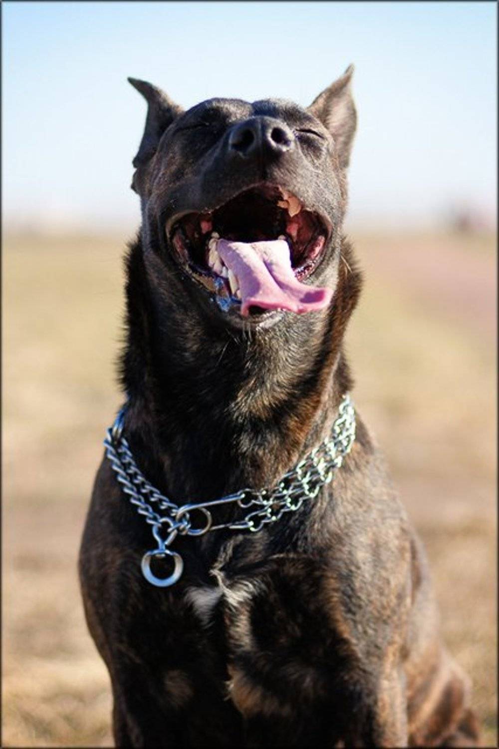 LOL. Автор: Ink собак, улыбка, Ink