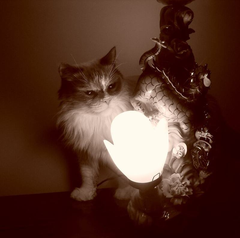 мася студия кошка Darknessphoto preview