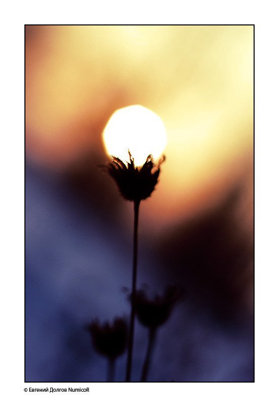 закат, солнце, красноярск, цветы. зима, февраль цветы солнцаphoto preview