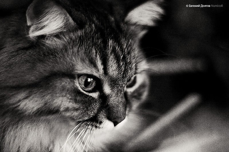 кот, чб, ч\\б, глаза, животные Айкисphoto preview