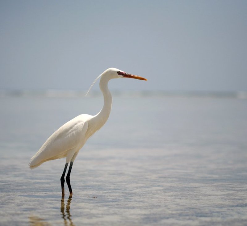 цапля, птица, вода, грация грациозная птицаphoto preview