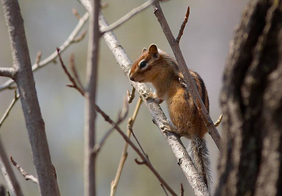 На шухере. Автор: photokate , photokate