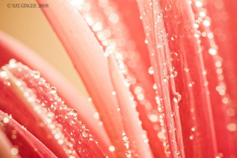 макро Макро-мокро!photo preview