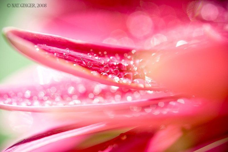 макро Макро-мокро!photo preview