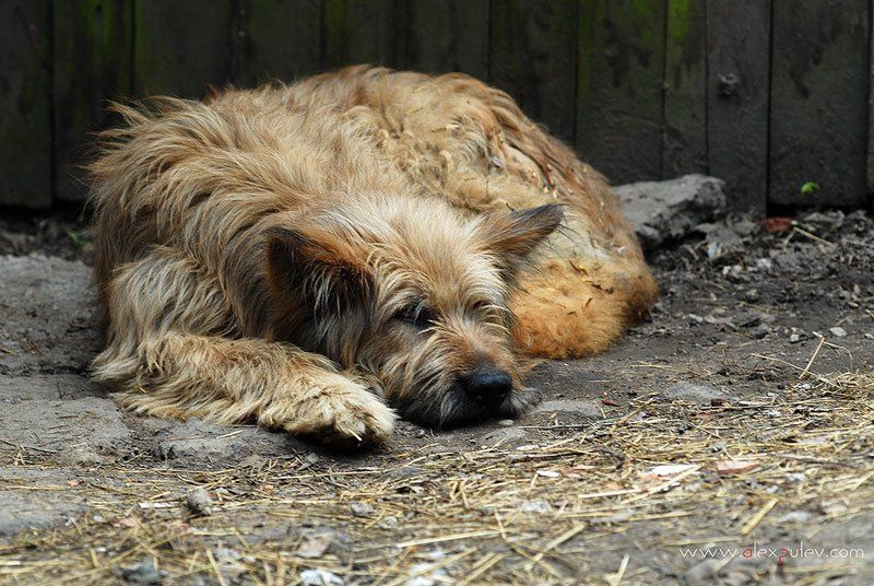 собака,друг,человека Эх, жизнь моя собачья ....photo preview