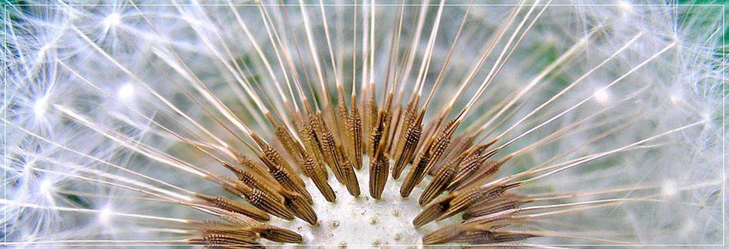 на цыпочках. Автор: Лена одуванчик, Лена