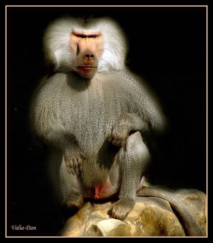 Паханphoto preview