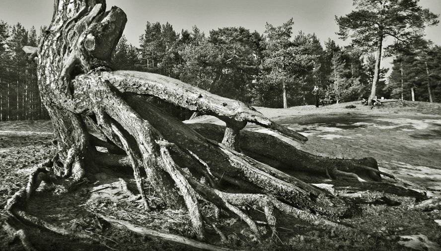 Буйство корней. Автор: Евгений Пугачев. корни дерева, Евгений Пугачев.