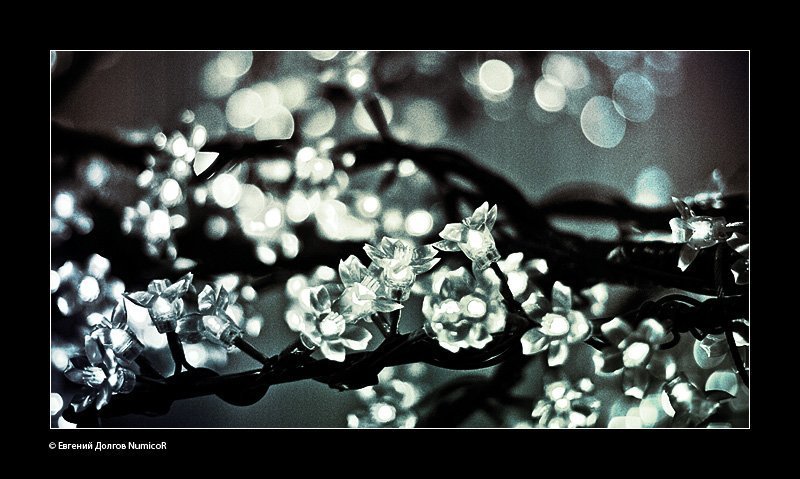 цветы, сакура дарующие светphoto preview