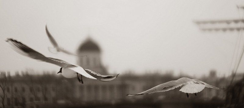 чайки,санкт-петербург,мачта, Воздушное триоphoto preview