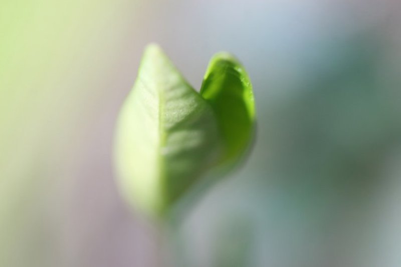 весна,  листья, нежность ***photo preview