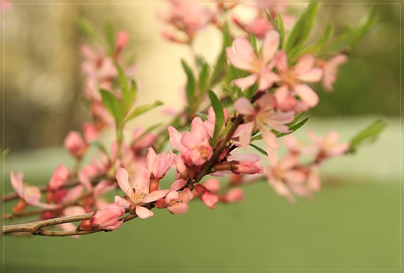 случайно обнаружила на задворках возле церквушки цветущий миндаль photo preview