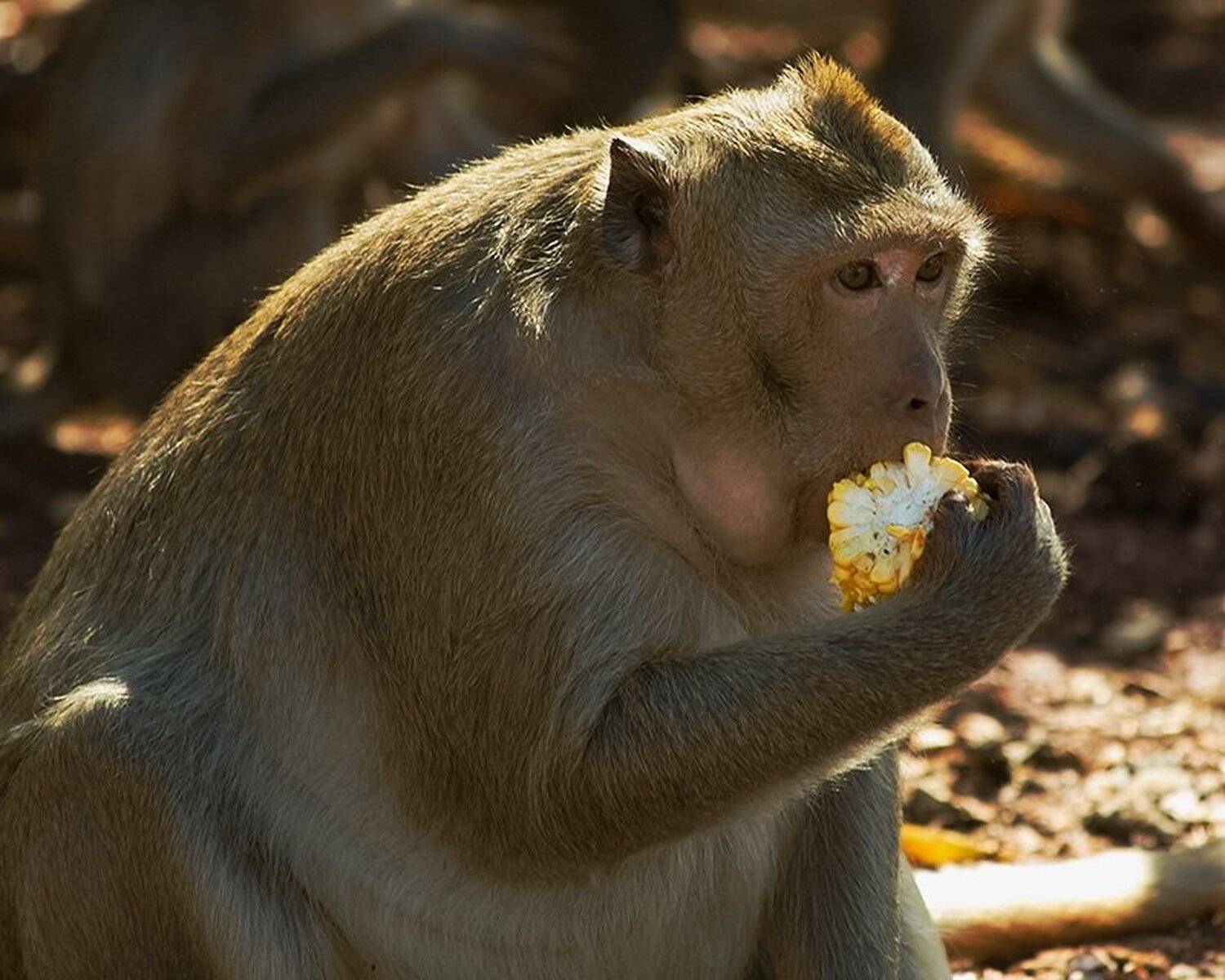 Перекус. Автор: Сергей Евсеев обезьяна, Сергей Евсеев