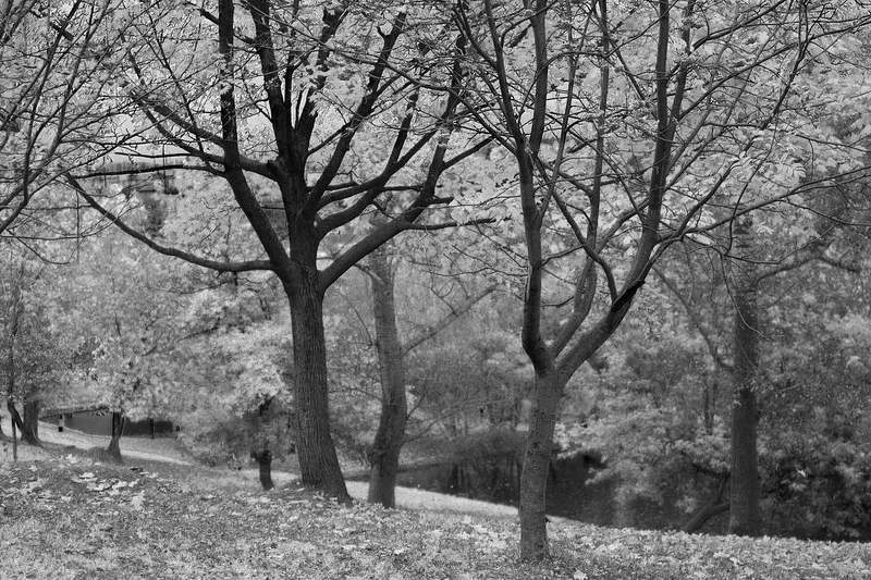 Таинственный паркphoto preview