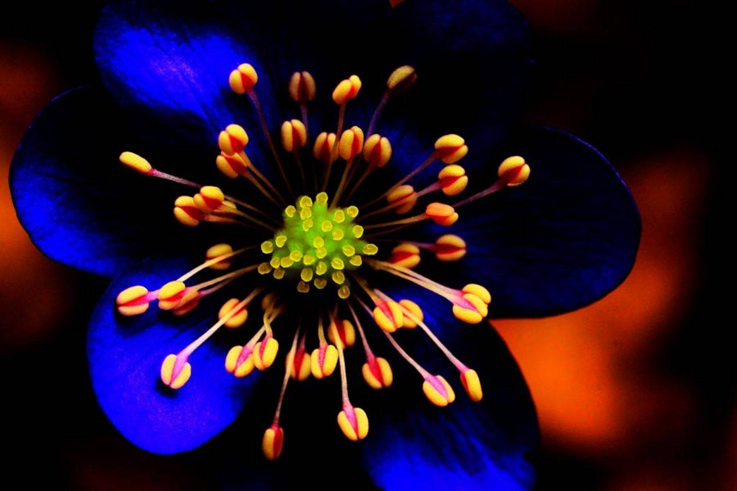 Автор: Givi весна,природа,цветы,макро, Givi