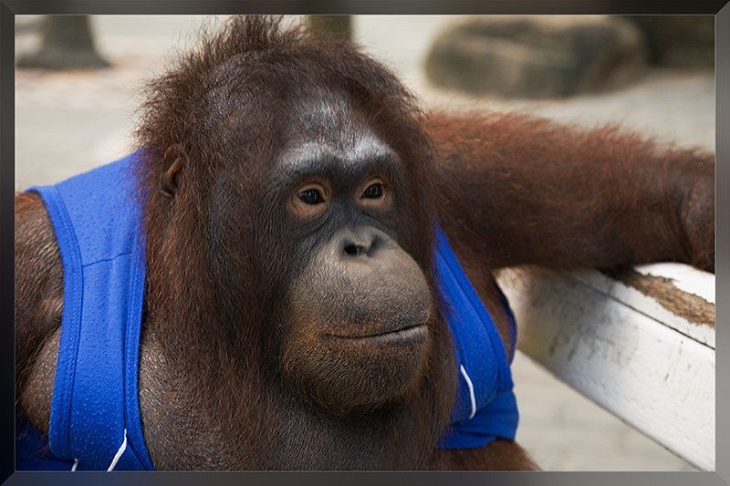 обезьяна А мысли то, мысли, куда деть?photo preview