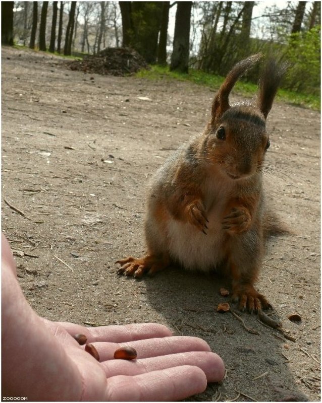 белка Улыбнитесь, Вас снимают!photo preview