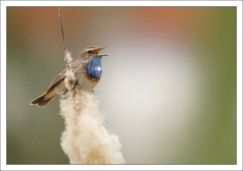 luscinia svecica,птица,фотоохота,варакушка Варакушкаphoto preview
