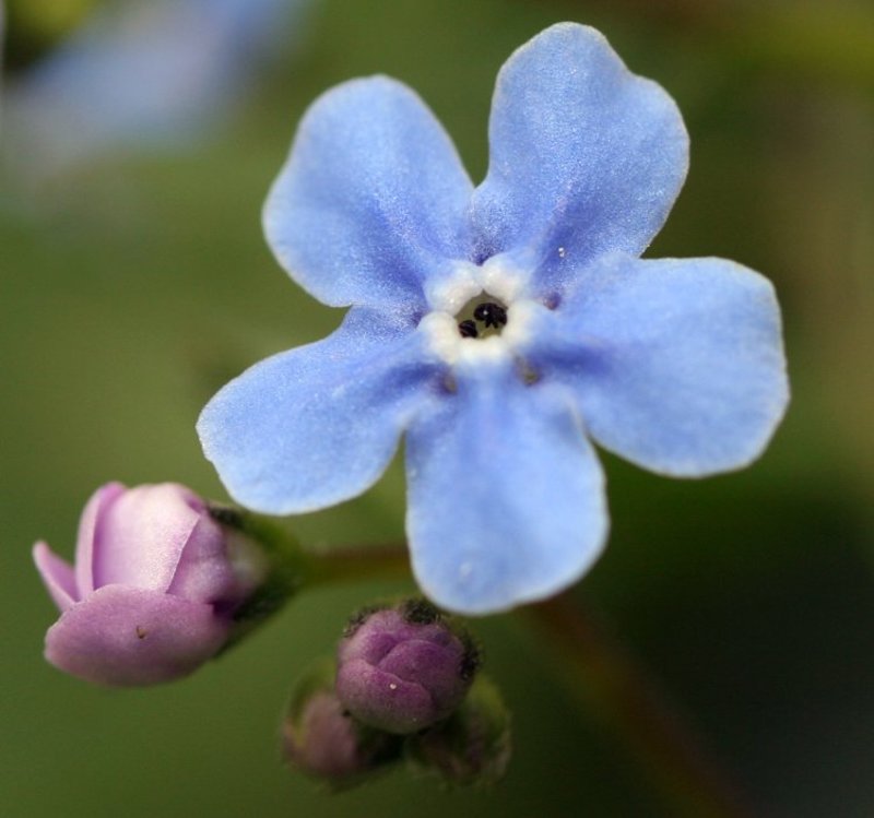 незабудка, весна, рогово, цветок незабудкаphoto preview