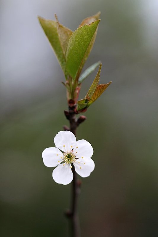 яблоня, цветок, весна, рогово яблоняphoto preview