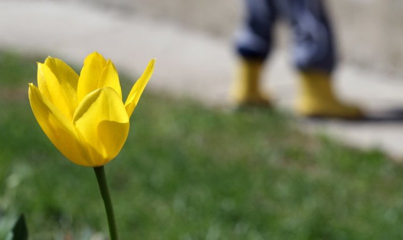 садовник, желтый, тюльпан, весна, рогово садовник и тюльпан))photo preview