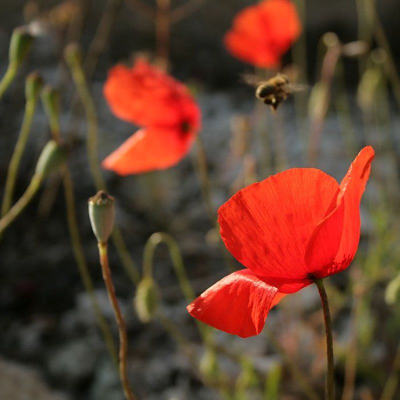 жизнь у обочиныphoto preview