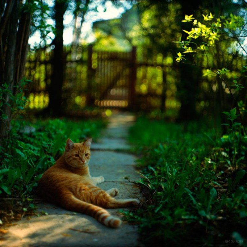 дача, кот, весна *** фото превью