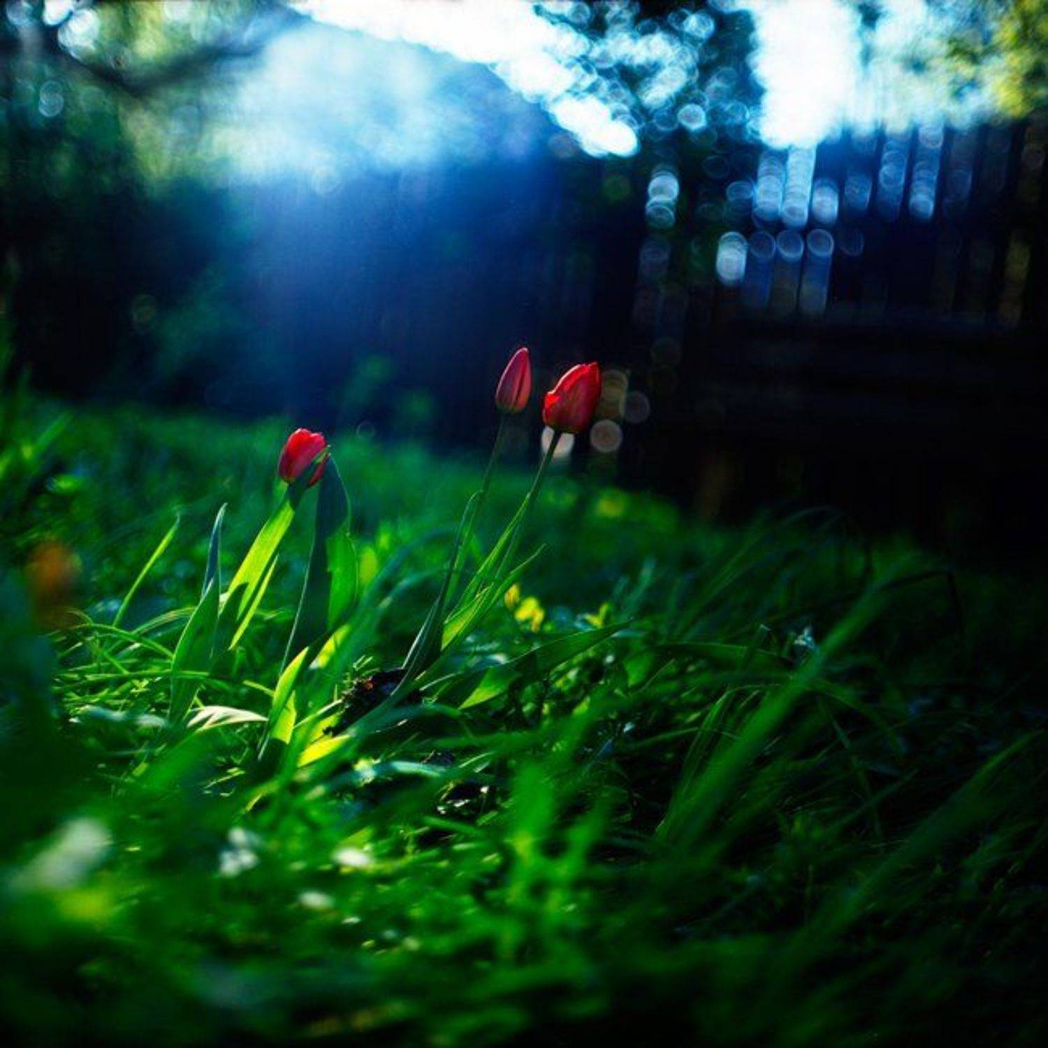 Весенняя свежесть. Автор: Nikolay Zheltov дача, цветы, весна, тюльпаны, Nikolay Zheltov