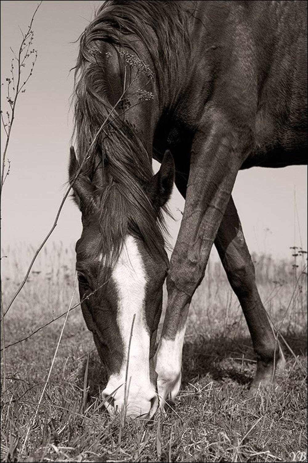 Автор: Братаев Юра дени, лошадь, конь, Братаев Юра