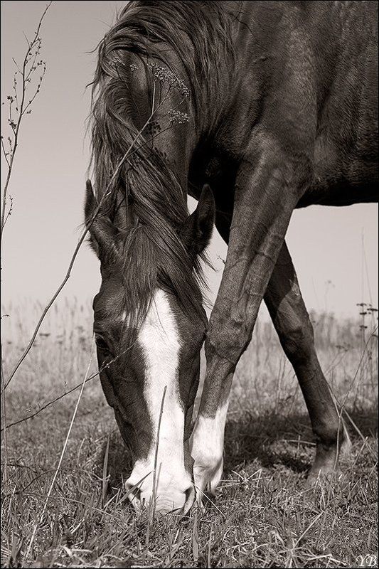 дени, лошадь, конь photo preview