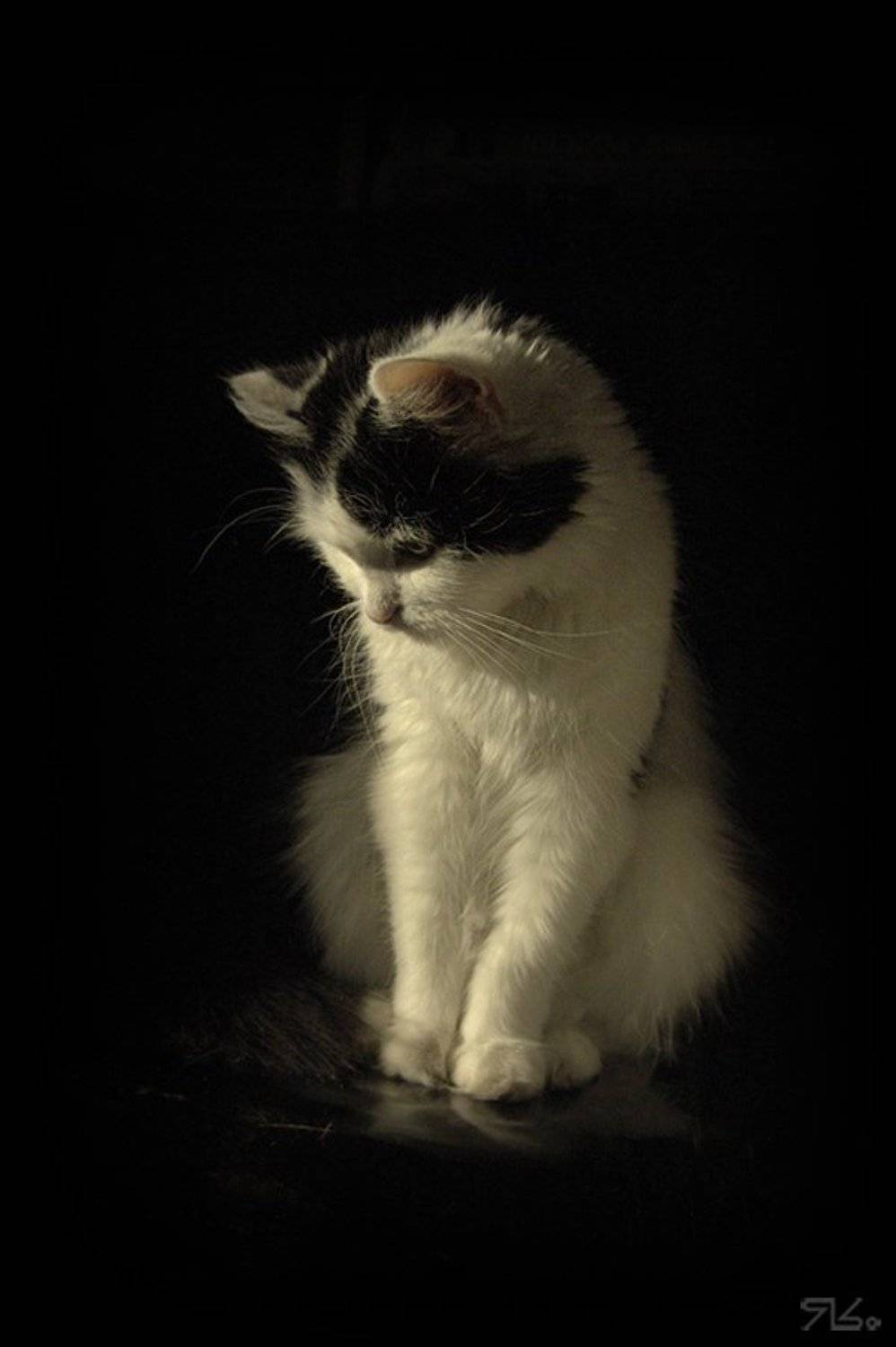 котяйка,  кошка, бестия, кнопка, Константин Янситов