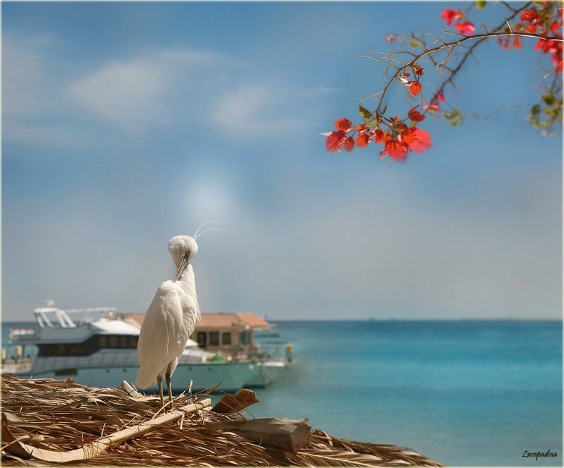 хургада, цапля Стеснительный цапель) фото превью