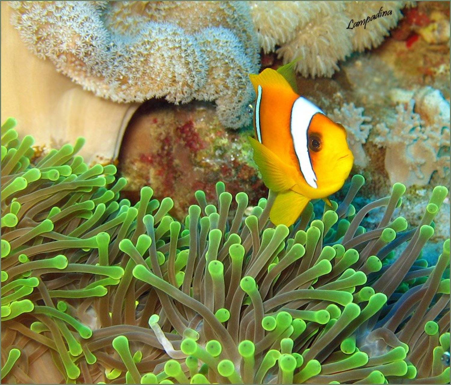 В гостях у Немо). Автор: lampadina актиния, амфиприон, красное море, lampadina
