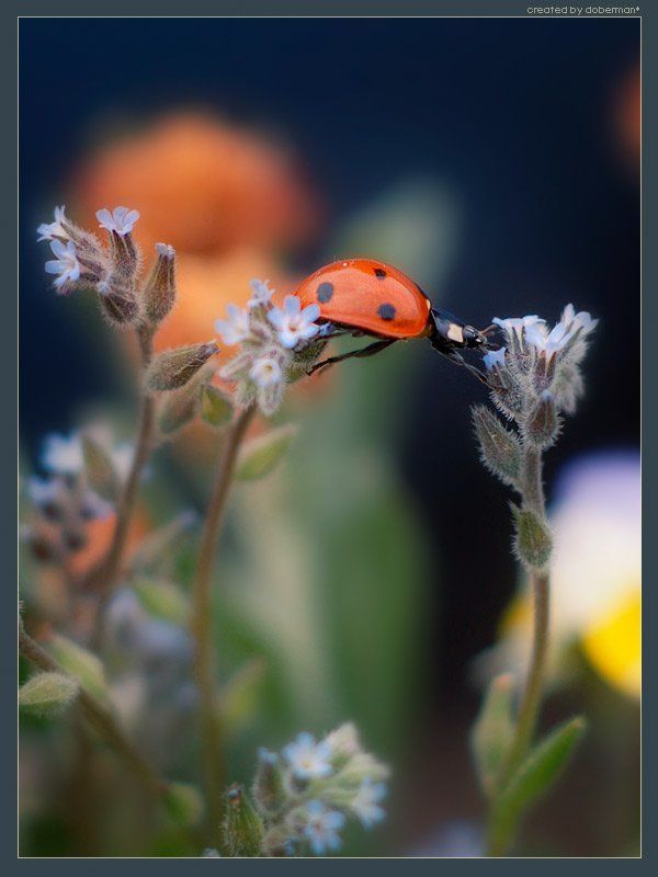 божья коровка, макро, жук, красный, переправа, doberman, богомолов денис Переправаphoto preview