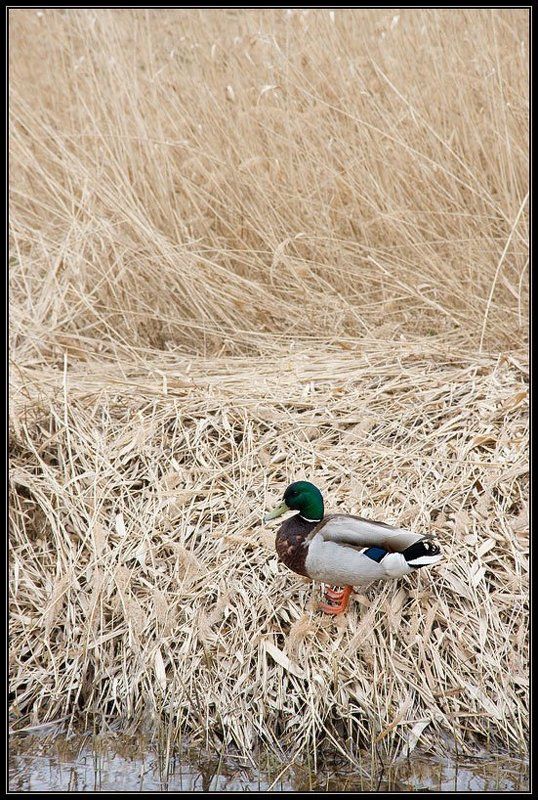 мясо портрет селезняphoto preview