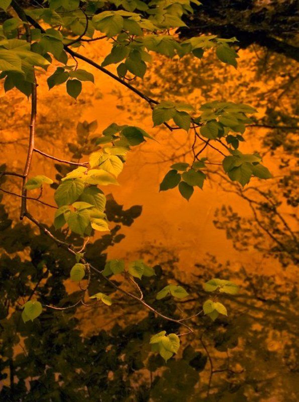 green goldphoto preview