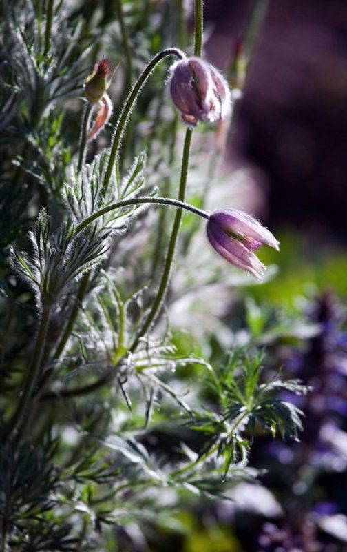 цветок, весна Веснаphoto preview