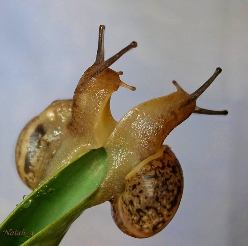 улитка, виноградная, весна Веснаphoto preview