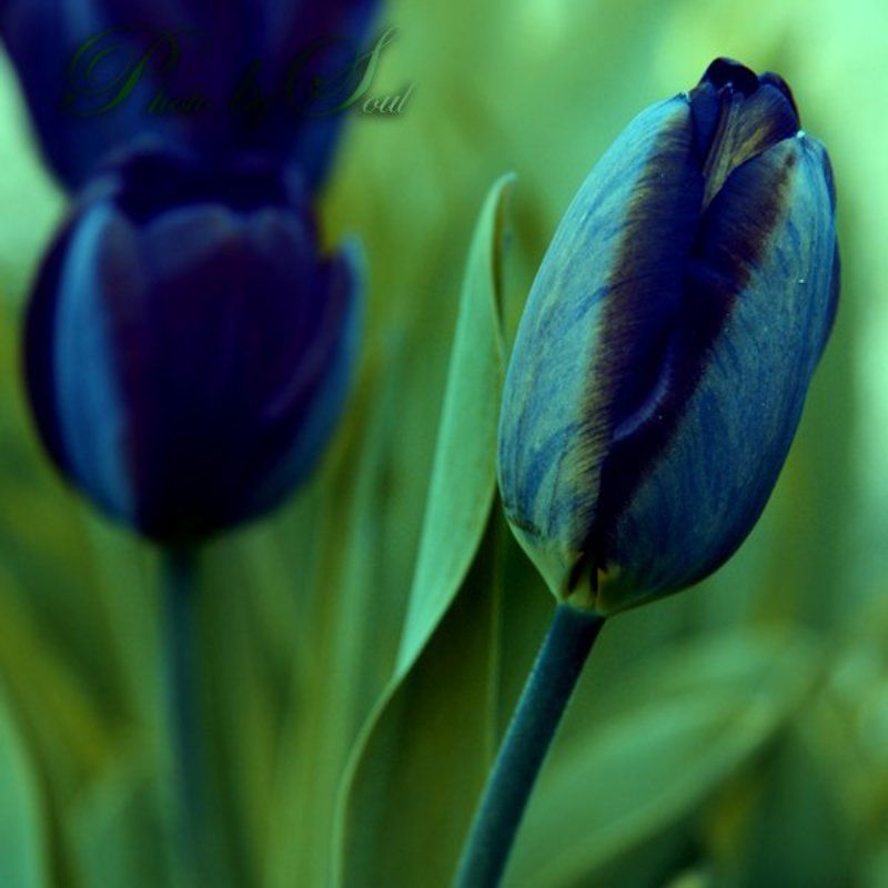 красные тюльпаны странные цвета 1photo preview