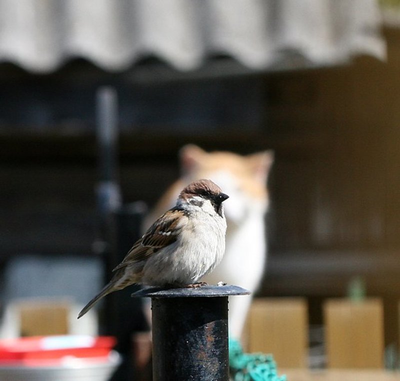 воробей, бессрашный, котов :))photo preview
