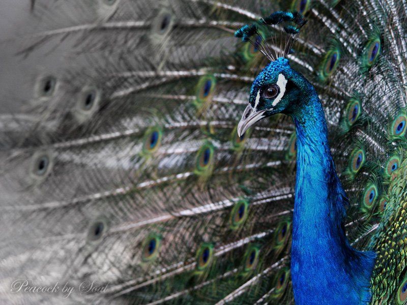 павлин ***photo preview