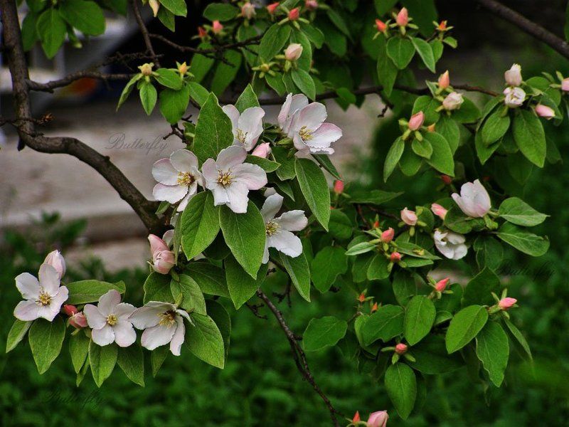 весна не налюбуюсь весной!photo preview