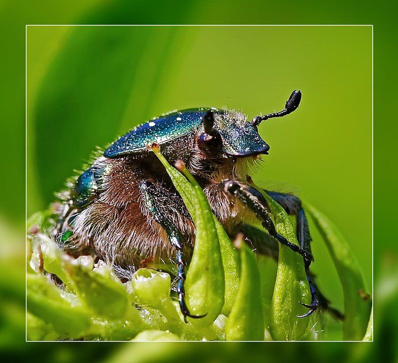 Лесной ж-ж-жительphoto preview