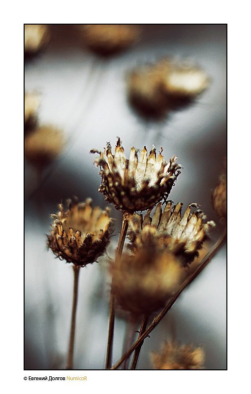 цветы, весна, вечер, макро photo preview