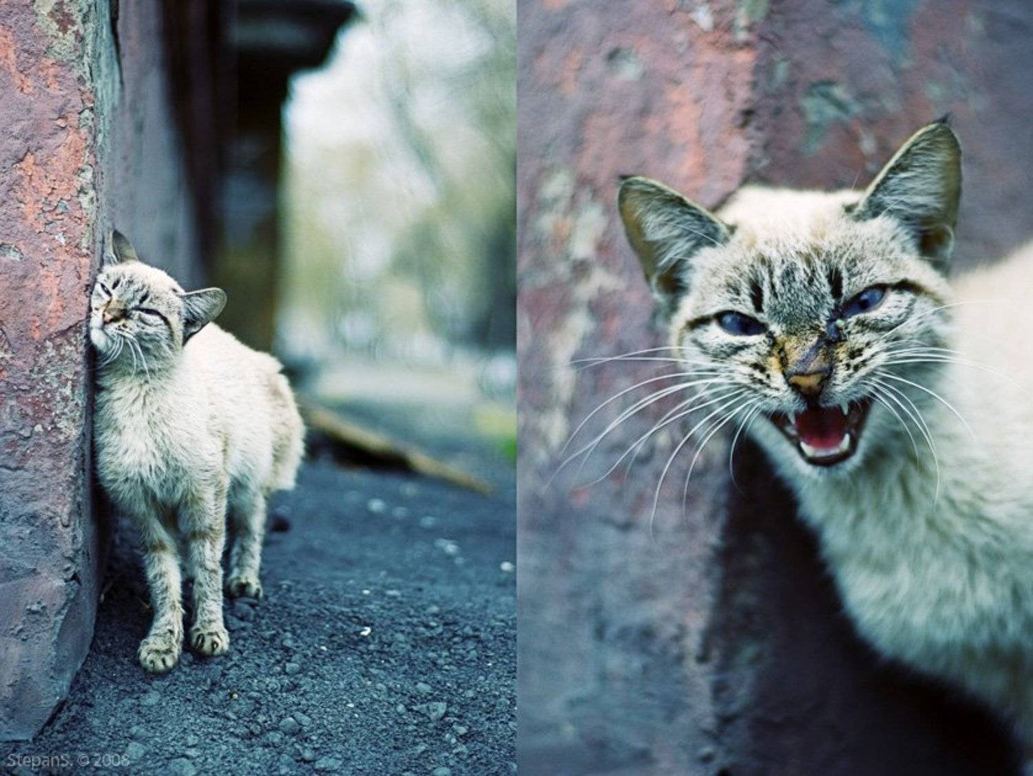 *. Автор: StepanS котофото кот город, StepanS