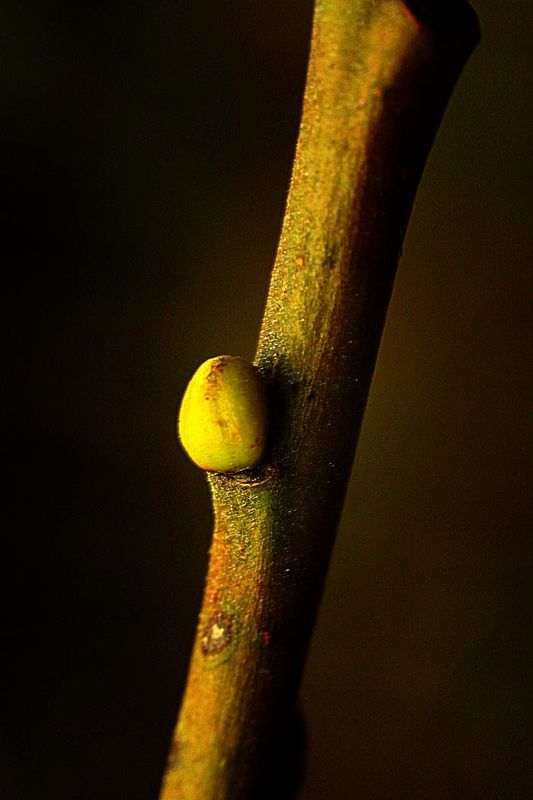 природа,весна,макро началоphoto preview